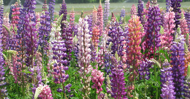 Mixed Lupine