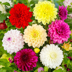 Dahlias