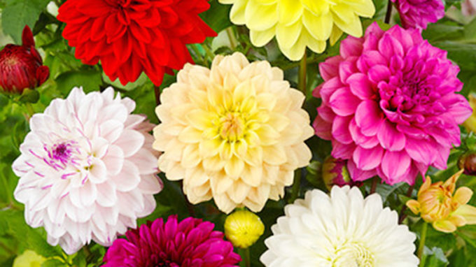 Dahlias