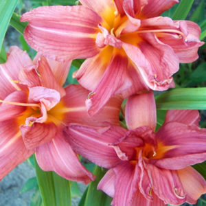 Double Passion Daylily