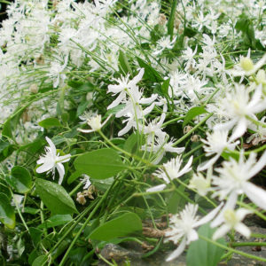 Sweet Autumn Clematis