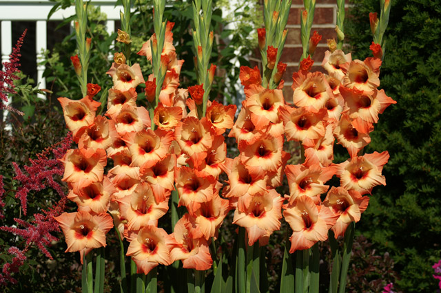 Orange Gladiolus