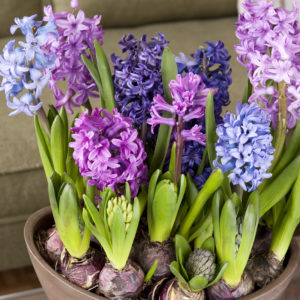 Mixed Hyacinths