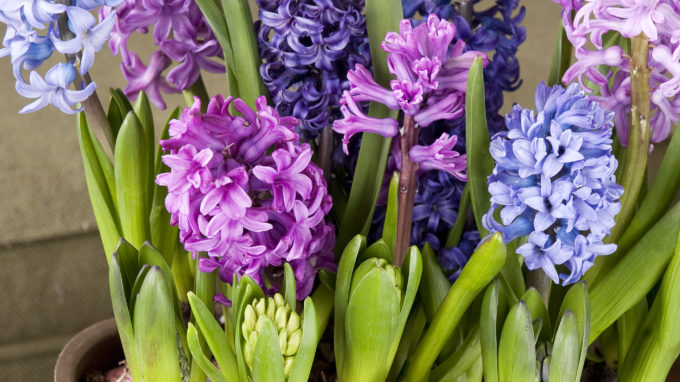 Mixed Hyacinths