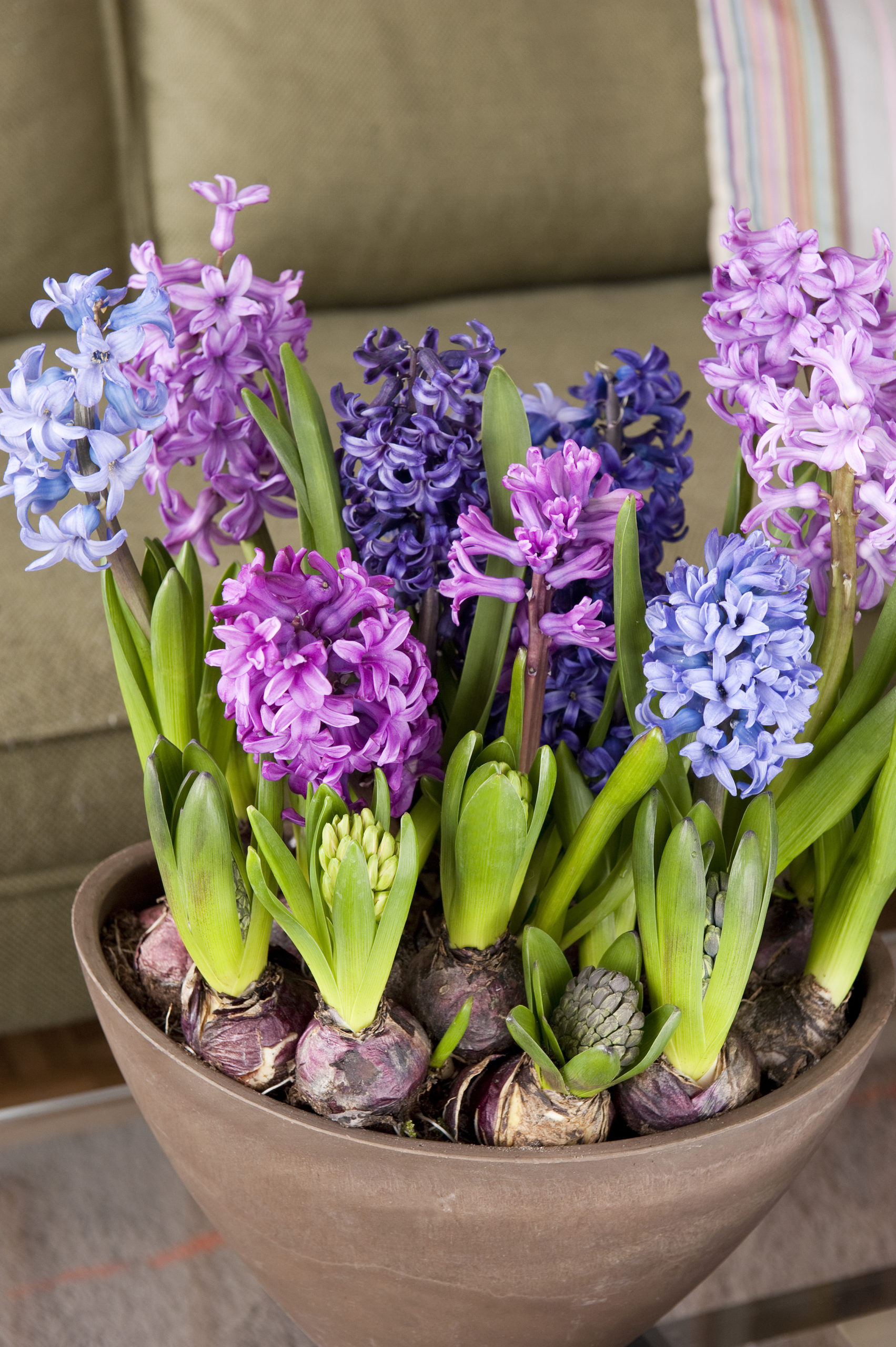 Forcing Hyacinths | How to Force Hyacinths in Vases | Hyacinths Indoors