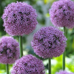 Allium