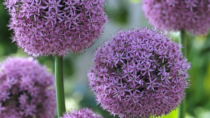 purple balls Archives - Bulb Blog | Gardening Tips and Tricks | Learn ...