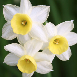 Minnow Daffodils