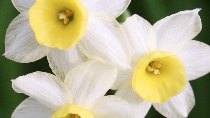 Minnow Daffodils