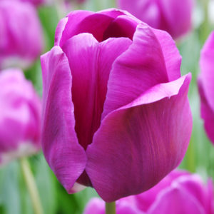 Negrita Triumph Tulip