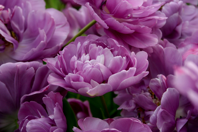 Blue Diamond Tulips