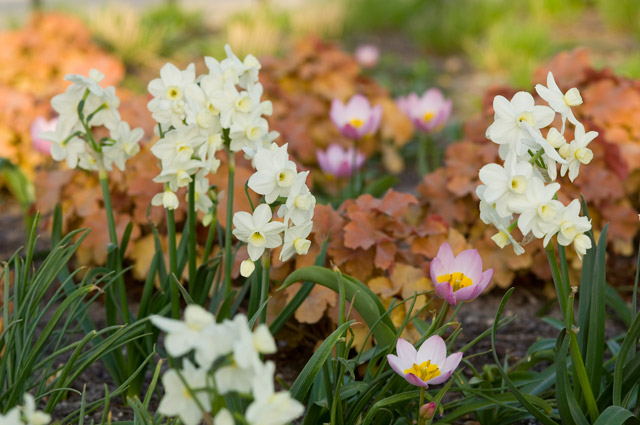 Daffodils