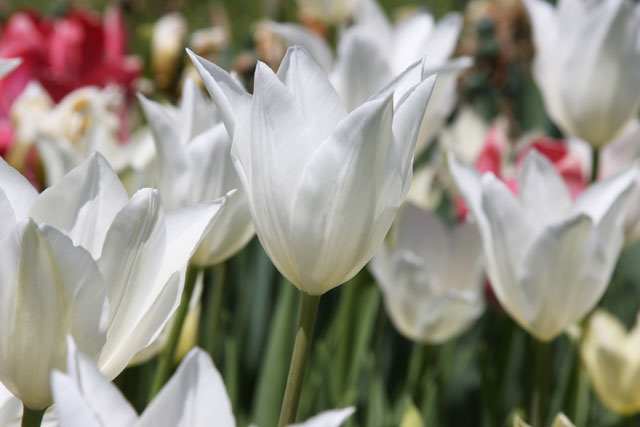 White Tulips