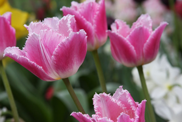 Pink Fringed Tulips