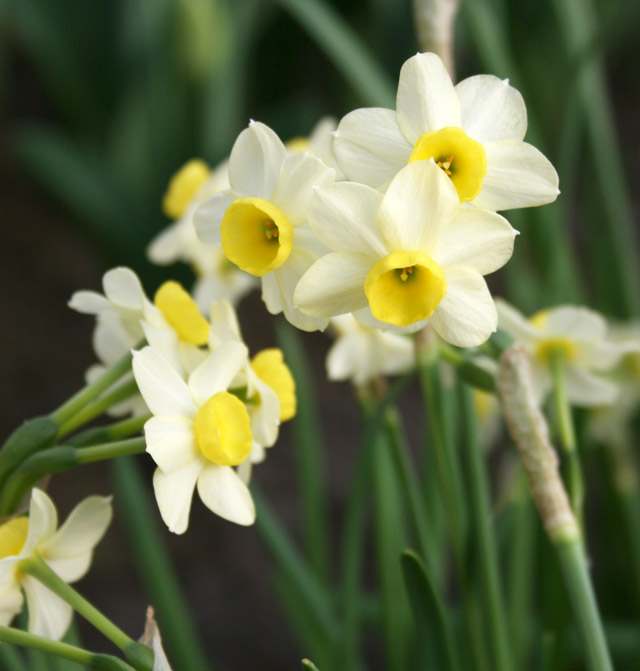 Minnow Daffodils