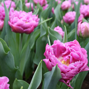 Double Pink Tulips