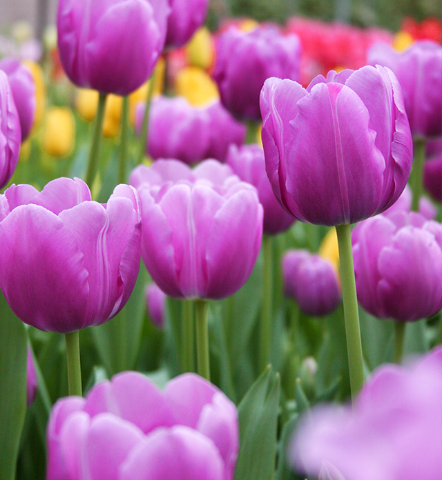 Purple Tulips