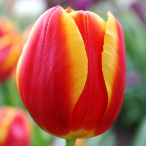 Flair Single Tulip