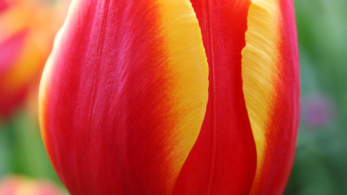 Flair Single Tulip