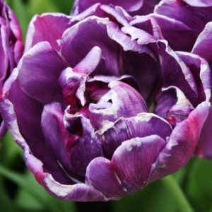 Double Purple Tulip