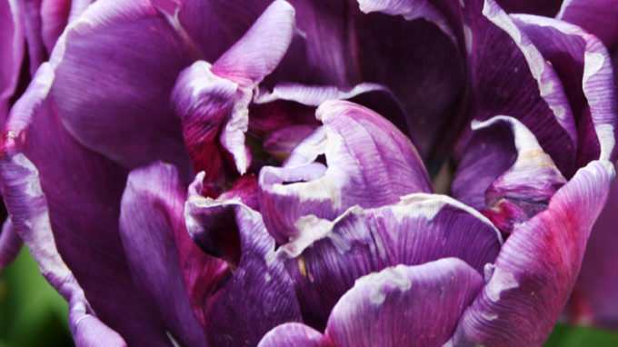 Double Purple Tulip