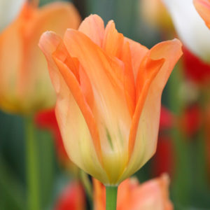 Orange Fosteriana Tulip