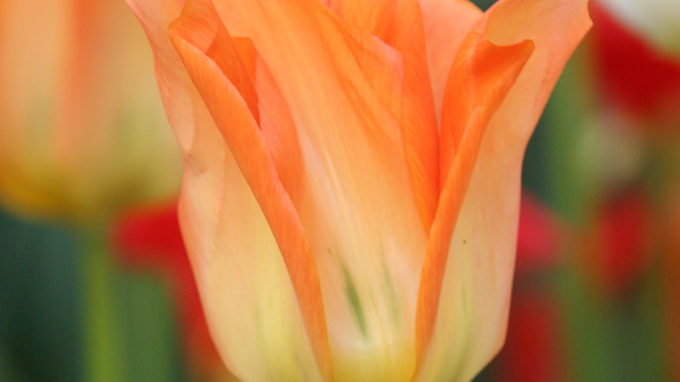 Orange Fosteriana Tulip