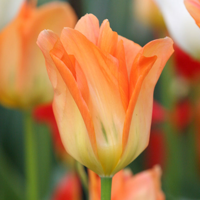 Best Perennial Tulips 20+ Perennial Tulip Varieties Bulb Blog