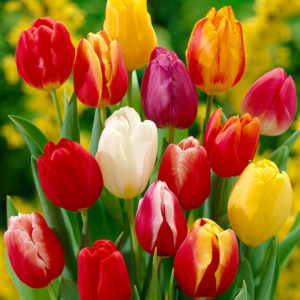 Mixed Darwin Hybrid Tulips