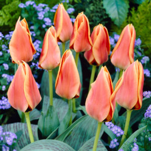 Greigii Tulips