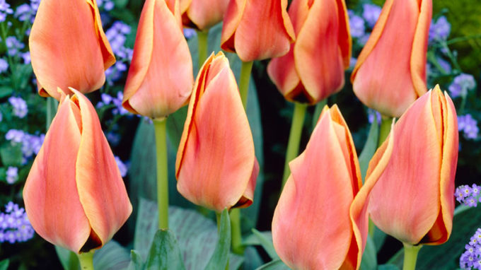 Greigii Tulips