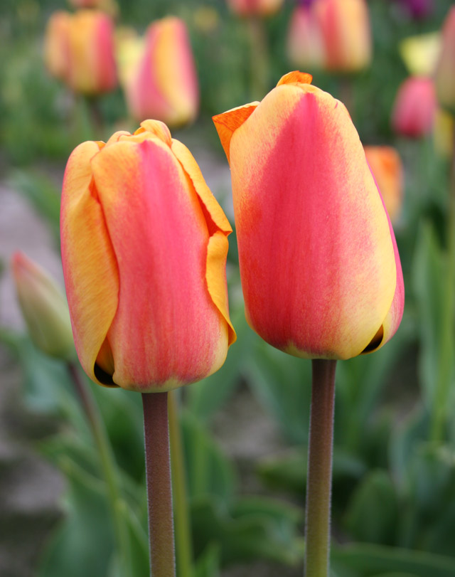 Pink Impression Darwin Hybrid Tulips