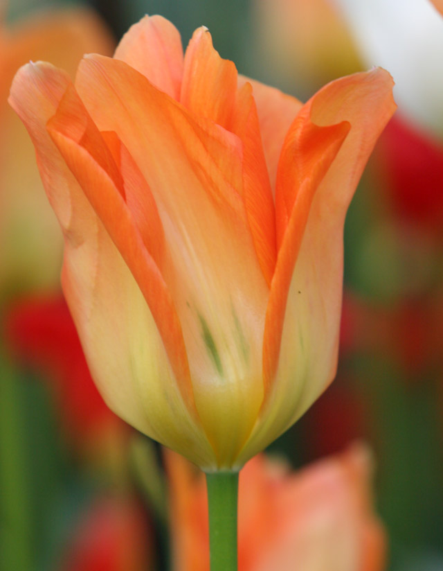 Orange Tulip