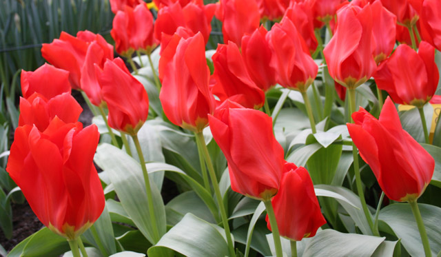 Red Fosteriana Tulips