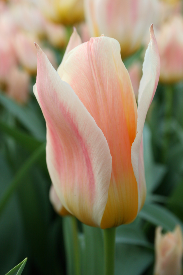 Salmon Tulip