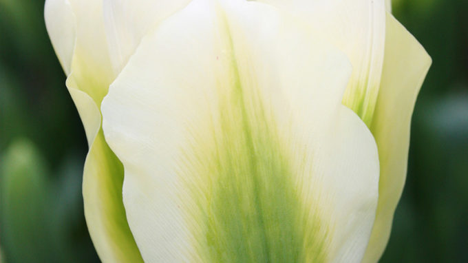 Spring Green Tulip