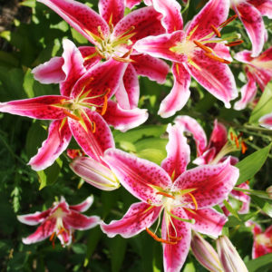 Stargazer Oriental Lilies