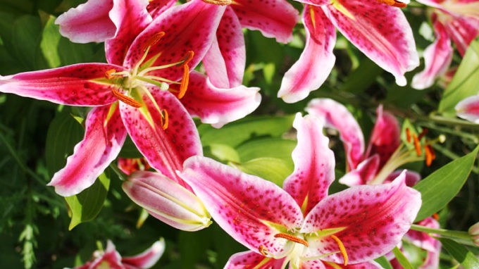 Stargazer Oriental Lilies
