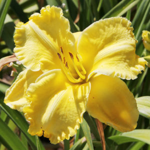 Daylily