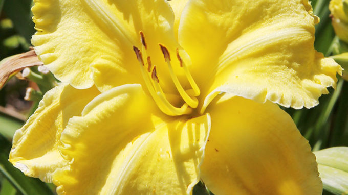 Daylily