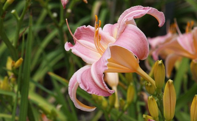 Daylily