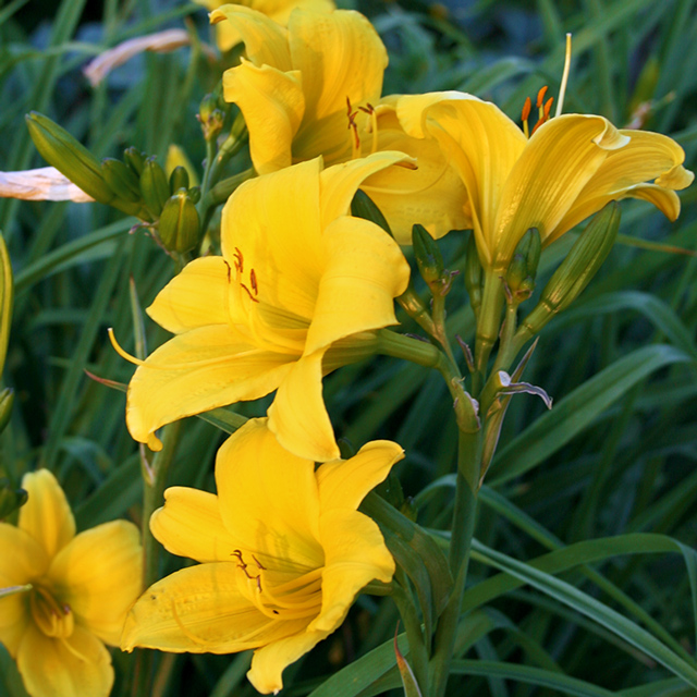 How to Divide Daylilies Bulb Blog Gardening Tips and Tricks Learn