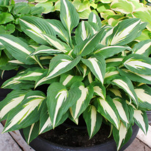 Hosta