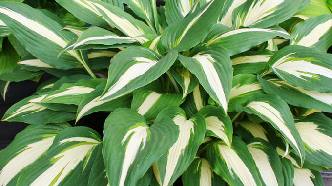 Hosta