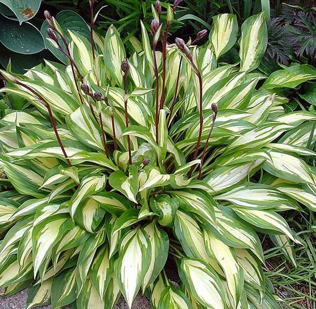 Cherry Berry Hosta