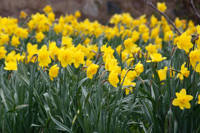 Daffodils