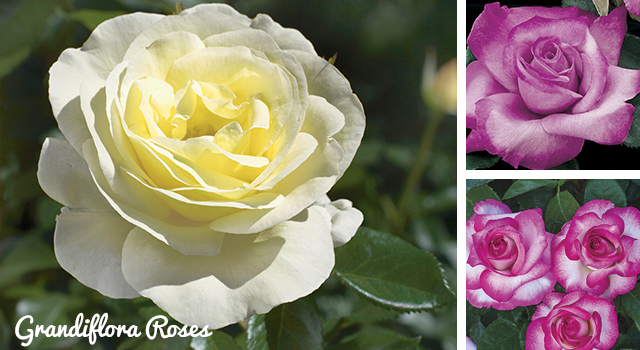 Grandiflora Roses