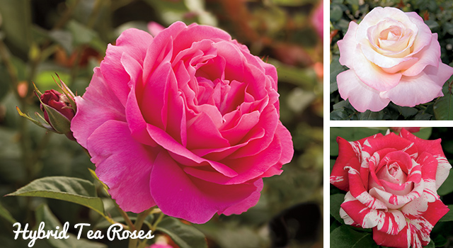 Hybrid Tea Roses