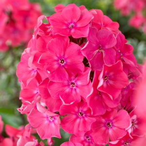 Watermelon Punch Phlox