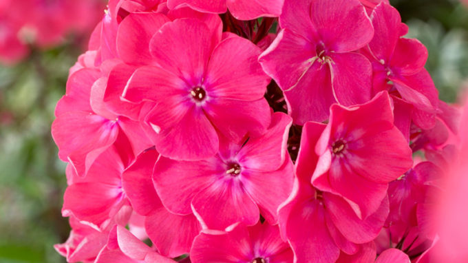 Watermelon Punch Phlox